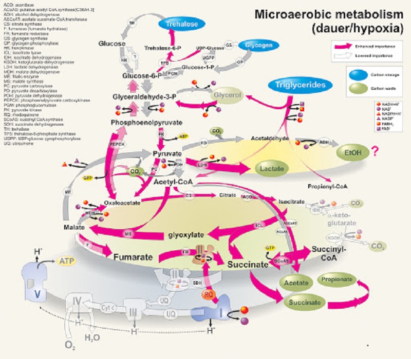 metabolismo portada